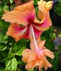 Peach Lion's Tail Tropical Hibiscus Plant - Pom Pom Poodle in 6-Inch Pot, Vibrant Peach Flowers, Well-Rooted, Indoor & Outdoor Garden Plant