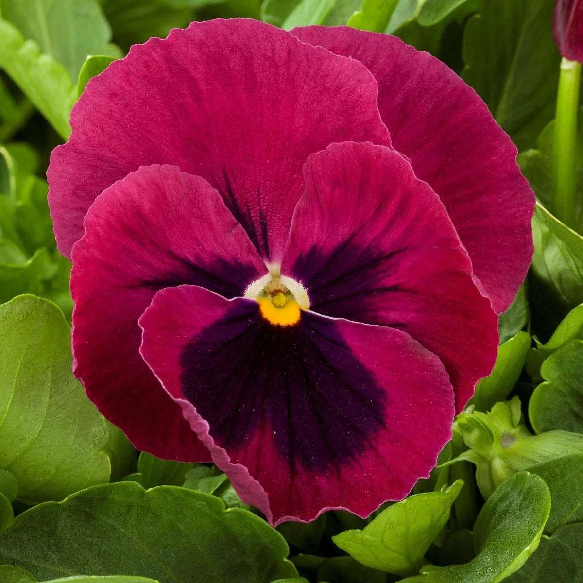 Pansy Seeds - 50 Giant Rose Blotch Viola tricolor var. hortensis Garden Flower Seeds for Borders & Containers