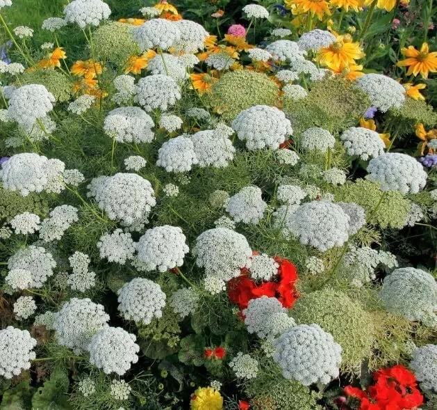 Bishop's Flower Seeds - 100 Pack - White Delphinium ajacis - Easy to Grow Garden Flowers for Pollinators