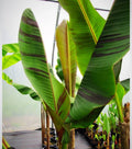 Bordelone Banana Plant Live Rooted Plug | Rare Edible Musa acuminata var. Bordelone | Tropical Fruit Plant