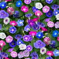 Morning Glory Seeds 200 pcs Non-GMO Ipomoea purpurea Climbing Flower Seeds for Garden, Fences