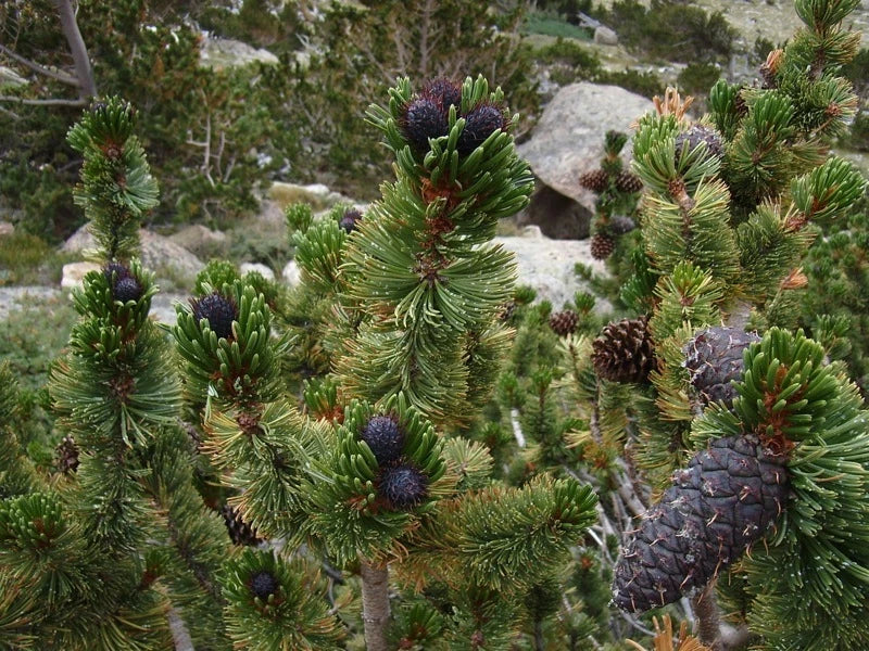 Bristlecone Pine Tree Seeds, 15 Pack, Drought-Resistant Pinus aristata, Hardy Evergreen Conifer for Landscaping and Gardens