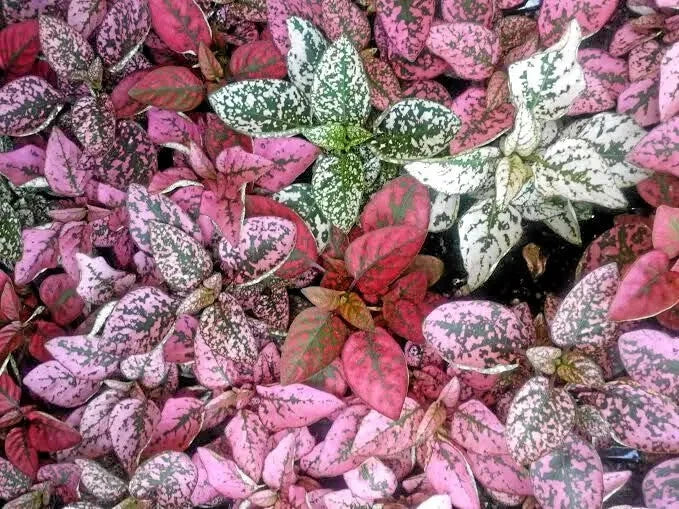 Polkadot Plant Seeds Mix - Hypoestes phyllostachya - 25 Seeds for Colorful Indoor Garden, Spotted Foliage, Easy to Grow