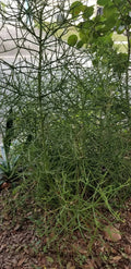 Euphorbia Tirucalli Cuttings - 10 Fire Stick Pencil Cactus Cuttings - 5 Inch Each