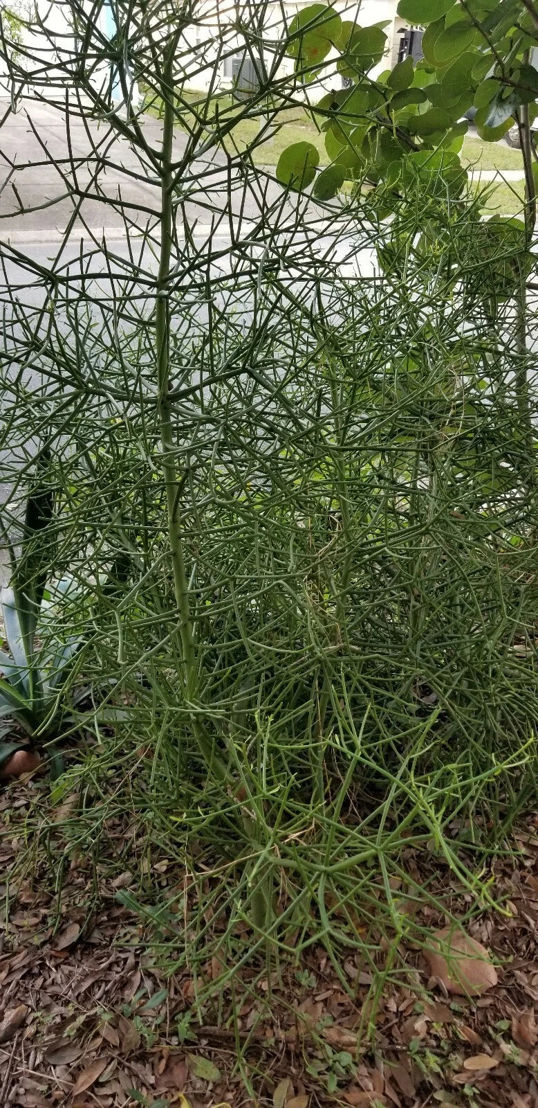 Euphorbia Tirucalli Cuttings - 10 Fire Stick Pencil Cactus Cuttings - 5 Inch Each