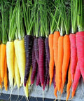 Rainbow Carrot Seeds Mix - Colorful NON-GMO Daucus carota Vegetable Seeds for Garden & Containers