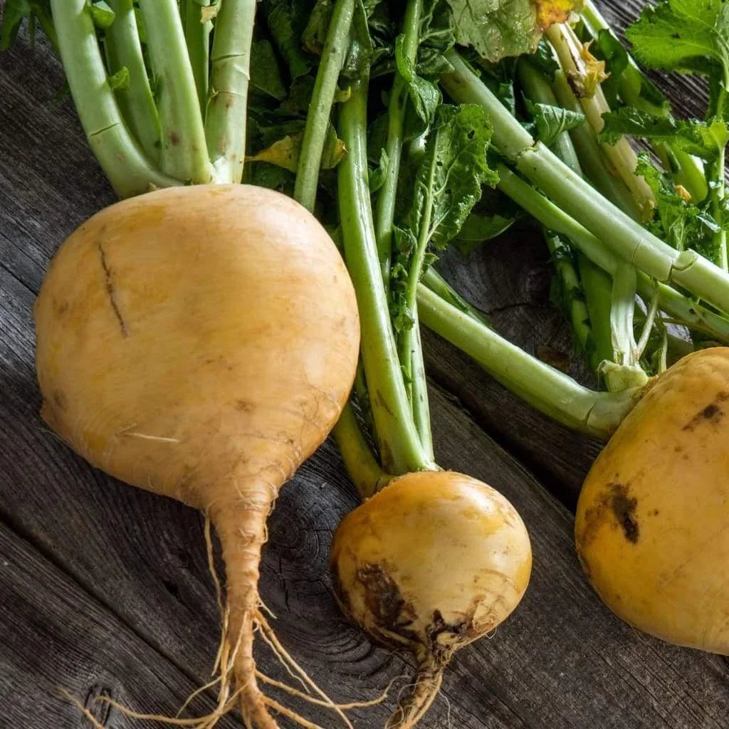 Golden Globe Turnip Seeds - Non-GMO, Brassica rapa, Packets for Home Gardening, Cool Climate, Fast Growing
