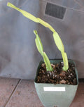 Rhipsalis paradoxa Cuttings - 2 Rooted Succulent Plants - Epiphytic Cactus for Indoor Gardens