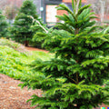 Chinese Douglas Fir Seeds - 20 Pack Pseudotsuga sinensis Evergreen Tree for Landscaping & Christmas Decorations
