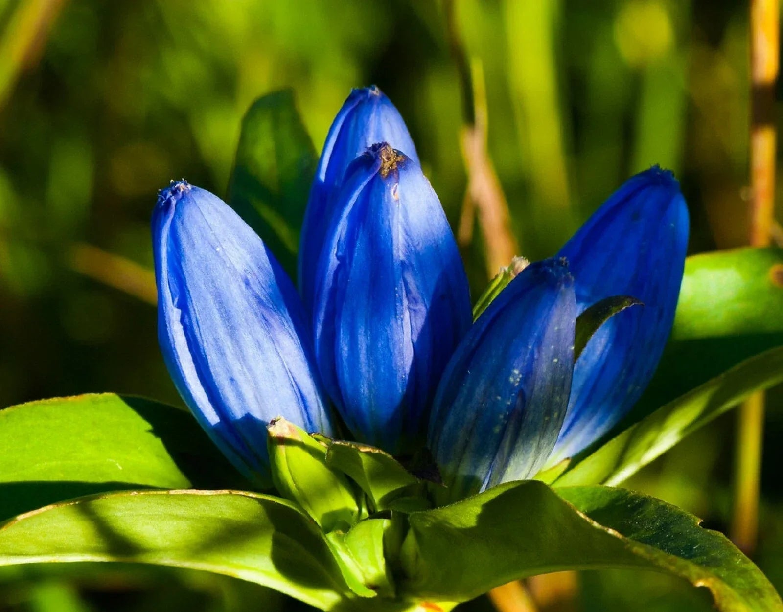 Blue Bottle Gentian Seeds - 200+ Count, Gentiana andrewsii, Perennial Wildflower Seeds for Gardens