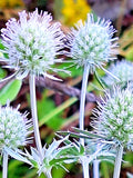 White Sea Holly Seeds - Eryngium planum, Drought-Tolerant Perennial, White Flowers, 100 Seeds for Garden, Landscape & Pollinator Attracting