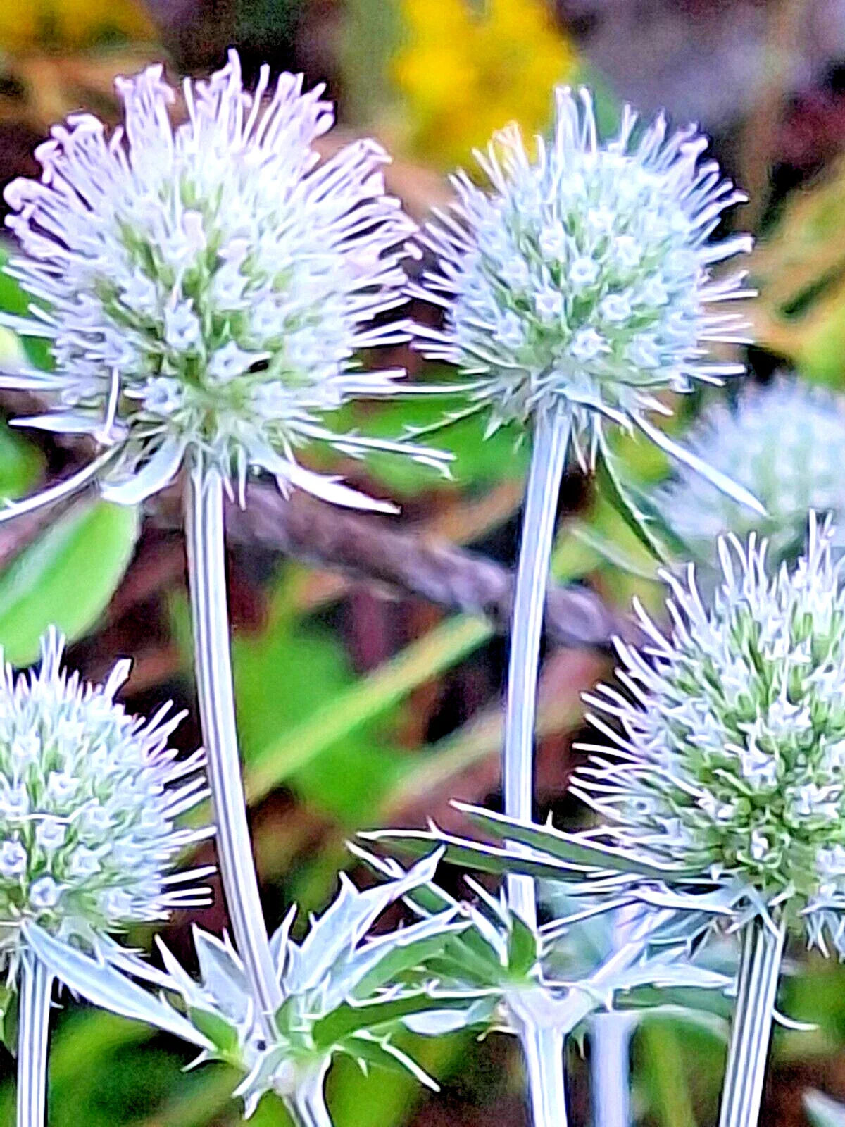 White Sea Holly Seeds - Eryngium planum, Drought-Tolerant Perennial, White Flowers, 100 Seeds for Garden, Landscape & Pollinator Attracting