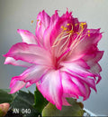 Schlumbergera Rooted Segments - Christmas Cactus Indoor Plant Cuttings