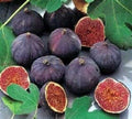 Olympian Fig Starter Plant - Live Well-Rooted Ficus carica Edible Fig Tree for Garden or Indoor Use