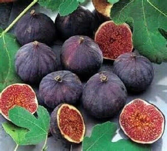 Olympian Fig Starter Plant - Live Well-Rooted Ficus carica Edible Fig Tree for Garden or Indoor Use