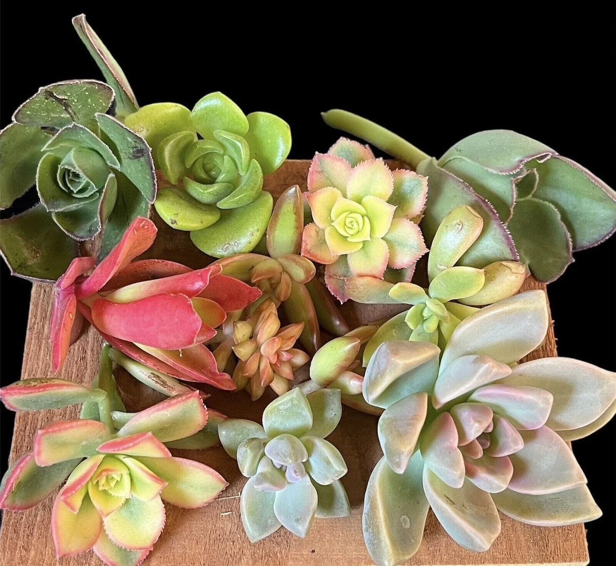 Succulent Cuttings Box - Over 20 Assorted Varieties for Propagation, Indoor & Outdoor Gardening, Echeveria, Sedum, Crassula