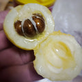 Loquat Grafting Scions - Vista White Variety, 3 Cuttings, Eriobotrya japonica, Fruit Tree Propagation