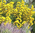 Maximilian Prairie Sunflower Seeds - Native Wildflower, Drought & Heat Tolerant, Helianthus maximiliani, Perennial, Full Sun to Partial Shade