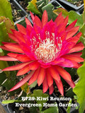 Epiphyllum Orchid Cactus Plant 4-Inch Starter Pot Kiwi Reunion Epiphyllum spp. Indoor Succulent