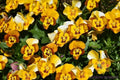 Corina Honeybee Pansy Seeds - Viola x wittrockiana, 200+ Pack, Garden Flowers, Non-GMO, Attracts Pollinators, USA Grown
