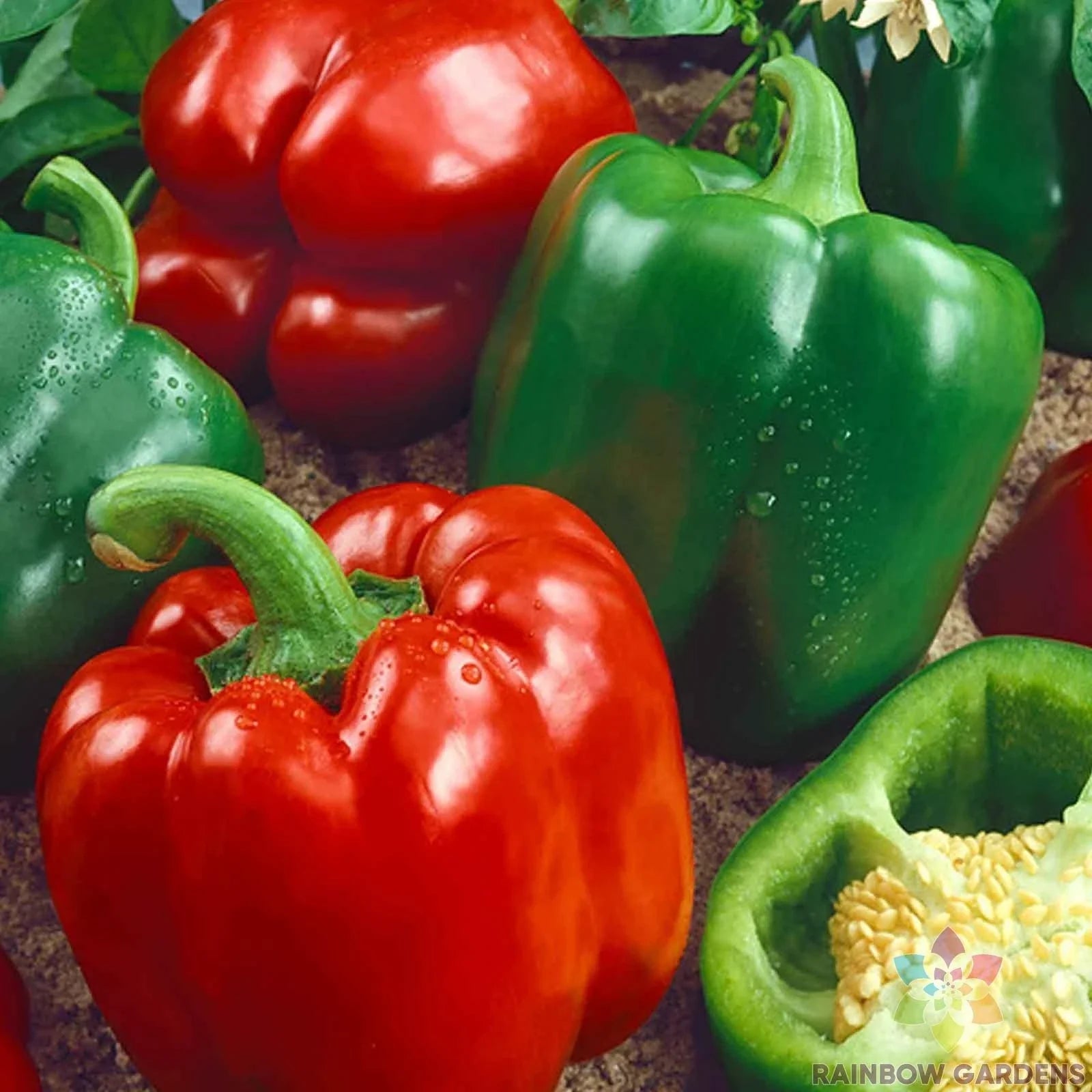 California Wonder Sweet Pepper Seeds – Non-GMO Capsicum annuum, 25+ Pack, USA Grown, Full Sun, Easy to Grow