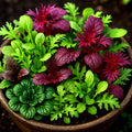 Asian Greens Mix Seeds - Non-GMO Microgreens & Baby Leaf - Brassica spp. - 1000+ Seeds for Home Gardening