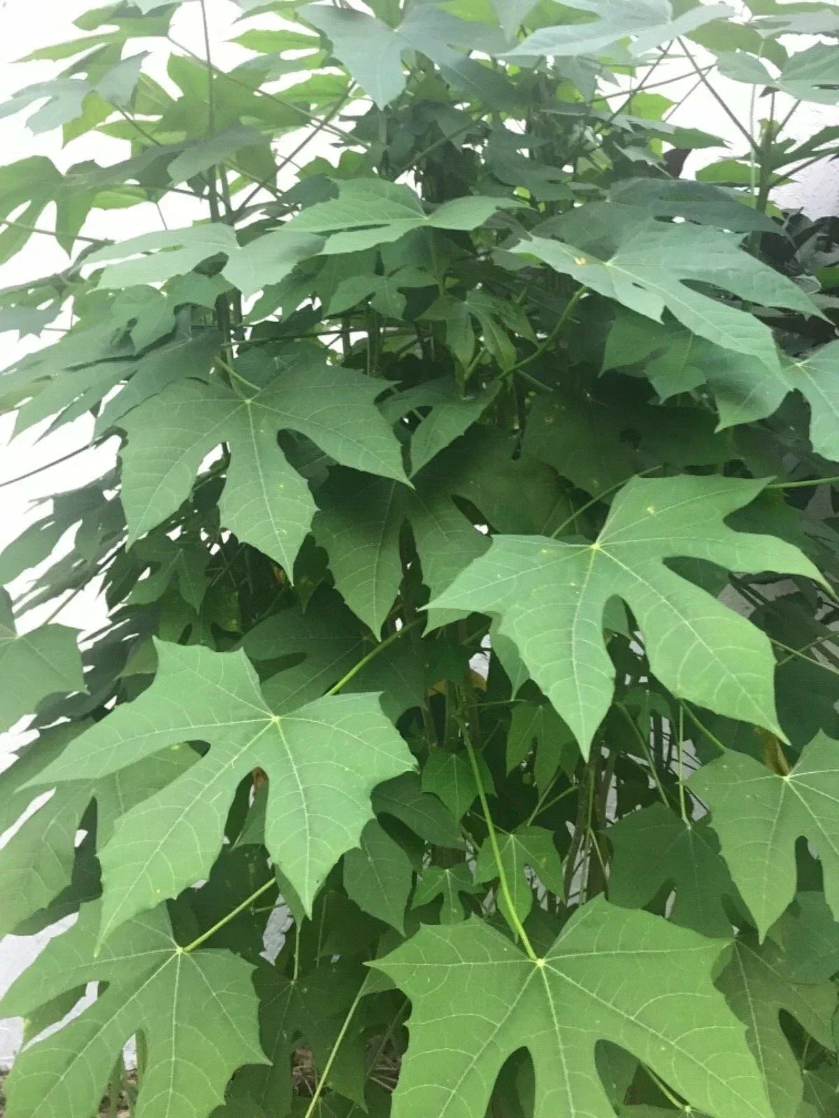 Organic Chaya Manya Cuttings - Cnidoscolus aconitifolius, Easy to Root Spinach Plant for Home Garden