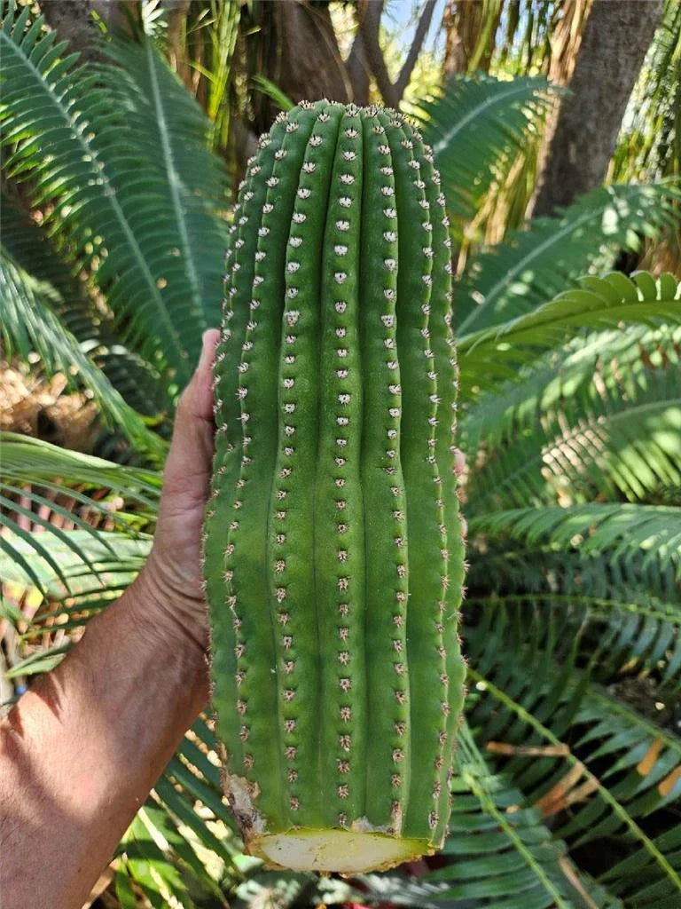 Echinopsis Hybrid Riverside Unrooted Cactus Cutting – Large 12-Inch Propagation Plant, Drought-Tolerant Succulent for Indoor & Outdoor