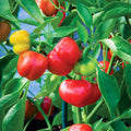 Pimento Red Pepper Seeds - Set of 1000 - Non-GMO Capsicum annuum Vegetable Gardening Seeds for Home & Container Gardens