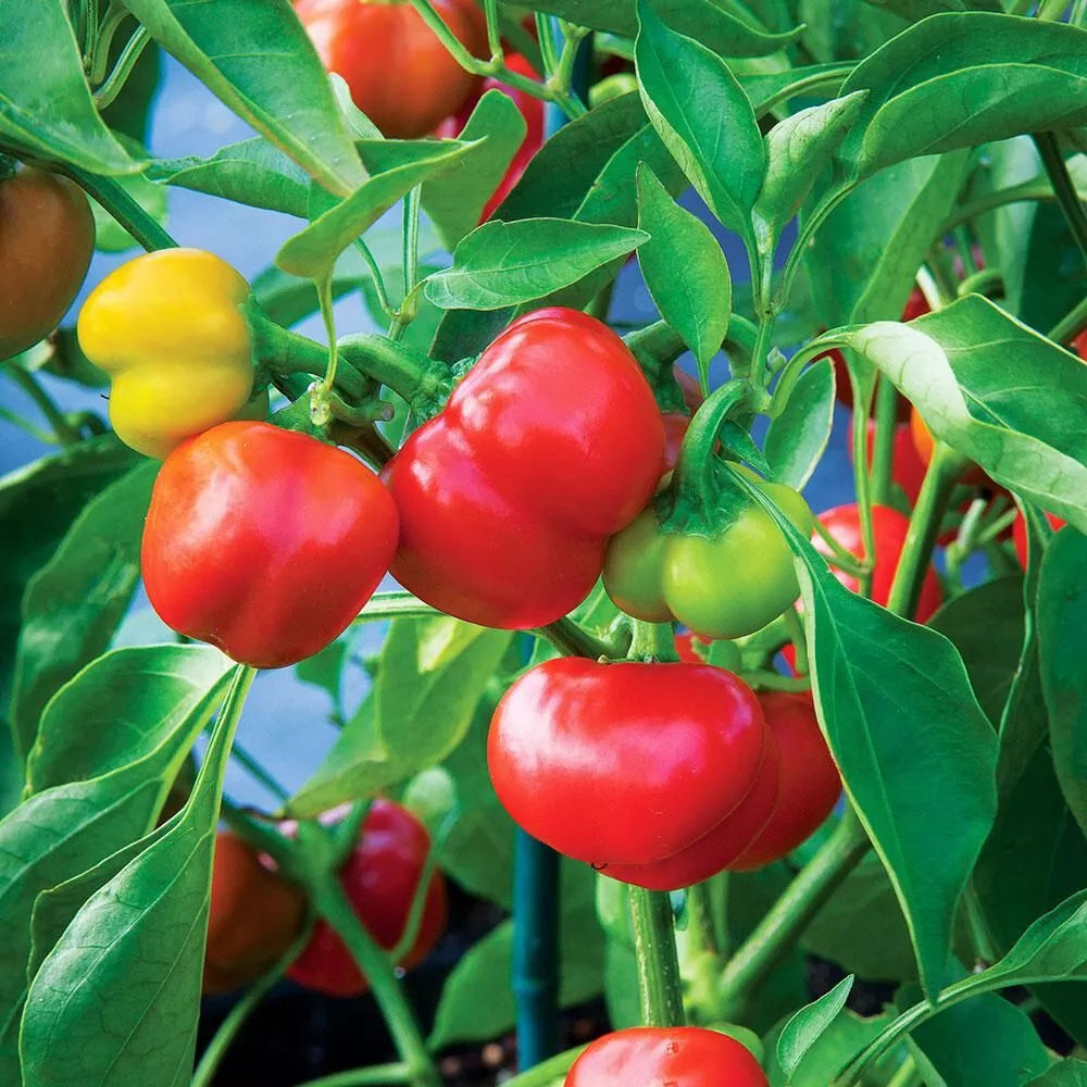Pimento Red Pepper Seeds - Set of 1000 - Non-GMO Capsicum annuum Vegetable Gardening Seeds for Home & Container Gardens