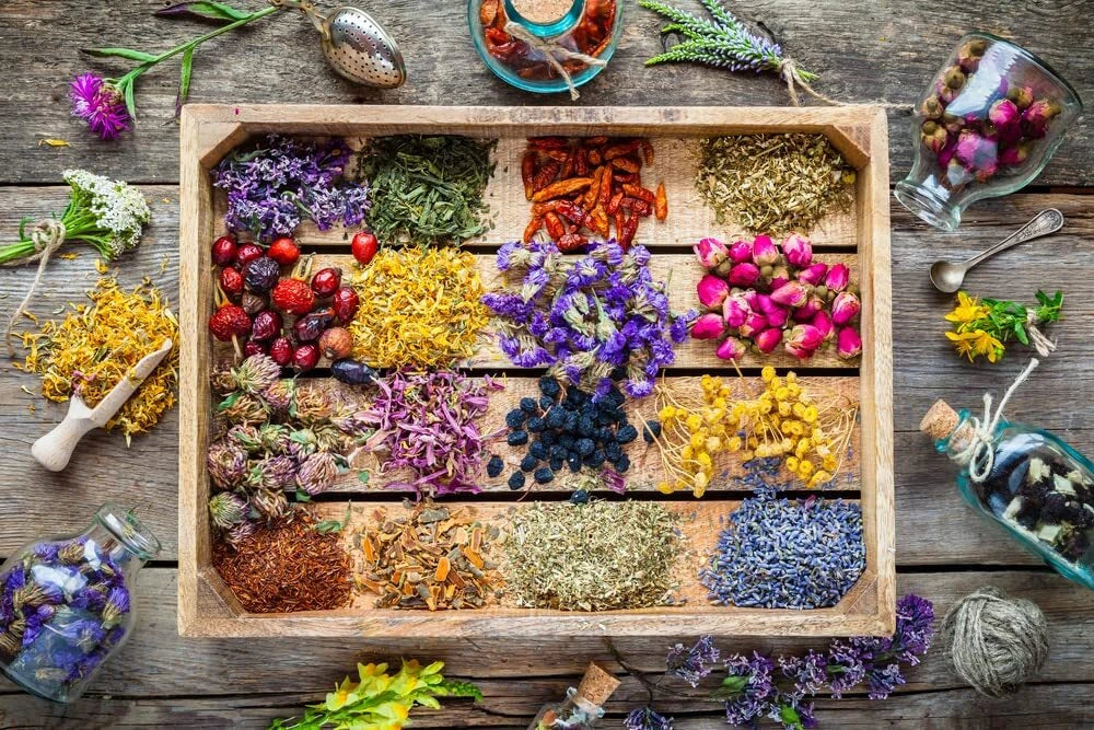 Essential Oils Garden Seed Kit - Peppermint, Lavender, Tea Tree, Eucalyptus Seeds for Aromatic Plants and Natural Remedies
