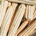 Silver King White Dent Corn Seeds – Open-Pollinated Zea mays for 2025 planting, sweet kernels, high yield, adaptable, pest resistant