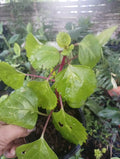 Millonaria Swedish Ivy Plant 4" Pot Crepe Charlie Plectranthus verticillatus Indoor Trailing Houseplant