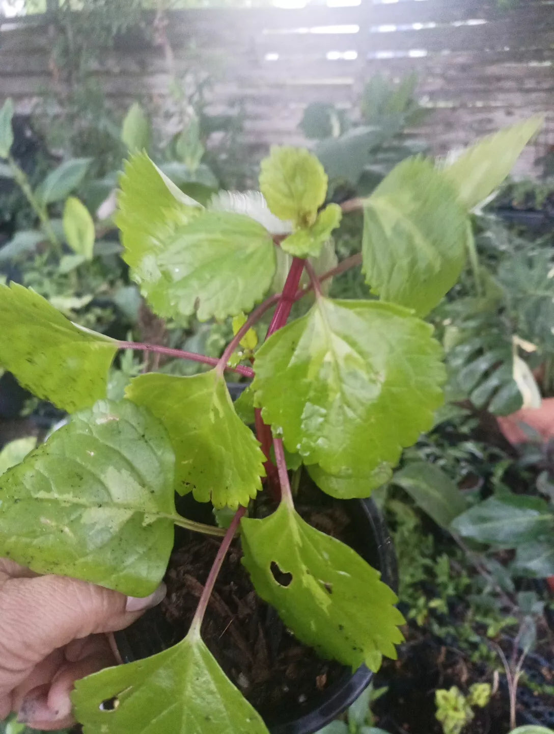 Millonaria Swedish Ivy Plant 4" Pot Crepe Charlie Plectranthus verticillatus Indoor Trailing Houseplant