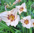 Daylily Bareroot Plant - Hemerocallis 'Gay Cravat' Perennial Flowering Plant for Borders & Containers