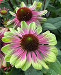 Pink Green Coneflower Seeds – Echinacea purpurea Perennial Flowers for Garden, Butterfly & Pollinator Attractant, Easy to Grow