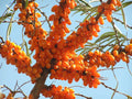 Sea Buckthorn Seeds - 25-500 Count - Hippophae rhamnoides Nutrient-Rich Seaberry Tree with High Vitamin C