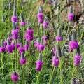 Purple Prairie Clover Wildflower Seeds 1/4 lb Mylar Packet Dalea purpurea Native Plant Seeds for Pollinator Gardens