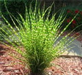 Live Large Zebra Maiden Grass Plant - Clump, Well-Rooted Miscanthus sinensis 'Zebrinus' for Borders & Landscaping