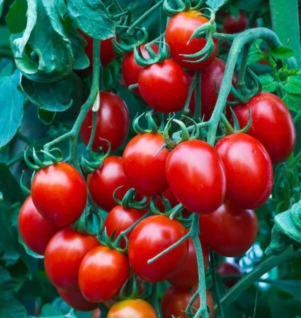 Cherry Tomato Seeds - Small Red Heirloom - Indeterminate, Non-GMO, 100 Seeds for Container Gardening & Salad