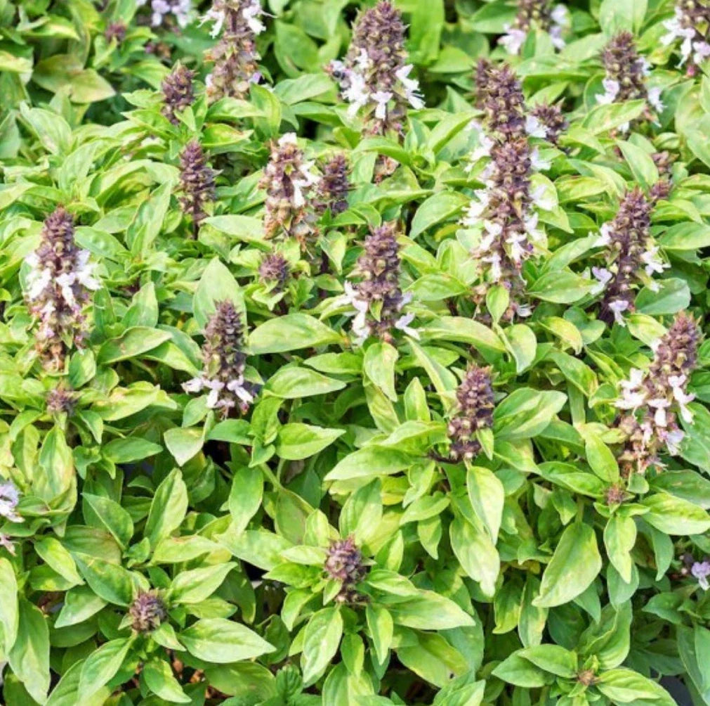 Thai Basil Seeds - 1,000 Count - Ocimum basilicum Herb Seeds for Gardening, Culinary, Indoor & Outdoor Growing