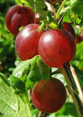Captivator Gooseberry Plant - Live Dormant Rooted Cutting - Hardy Ribes uva-crispa Shrub for Zones 3-8