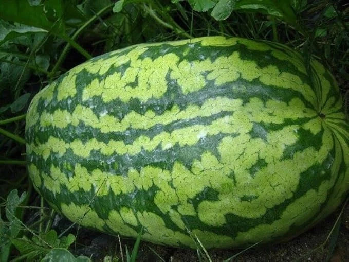 Carolina Cross Watermelon Seeds – Non-GMO Heirloom, Juicy, Large Fruit, Citrullus lanatus, Pack of 12