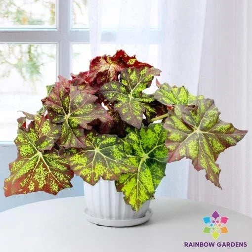 Lime Truffle Begonia Seeds - 25+ Pack for Garden Planting - Begonia x tuberhybrida, Indoor & Outdoor Gardening