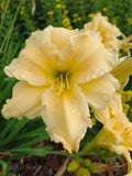Day Lily Lot of 2 Bare Root Perennial Plants with Yellow Flowers - Hemerocallis