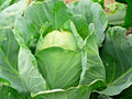 Jersey Wakefield Cabbage Seeds – Heirloom Brassica oleracea var. capitata for Spring & Fall Gardens, Container or Garden Bed Plant