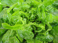 Oakleaf Lettuce Seeds 600+ Count NON-GMO Leaf Vegetable for Home Gardening Lactuca sativa