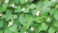 20 Live Bare Root Fish Mint Plants, Houttuynia cordata, Asian Herb, Culinary Edible Ground Cover
