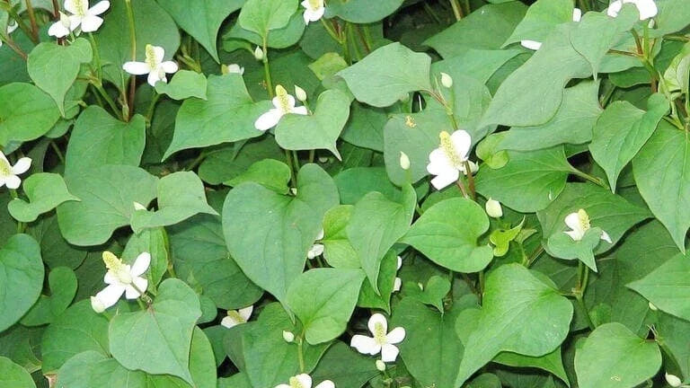 20 Live Bare Root Fish Mint Plants, Houttuynia cordata, Asian Herb, Culinary Edible Ground Cover