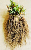 Everbearing Strawberry Bare Root Plants – Fragaria × ananassa, Continuous Harvest, Garden & Container, Perennial